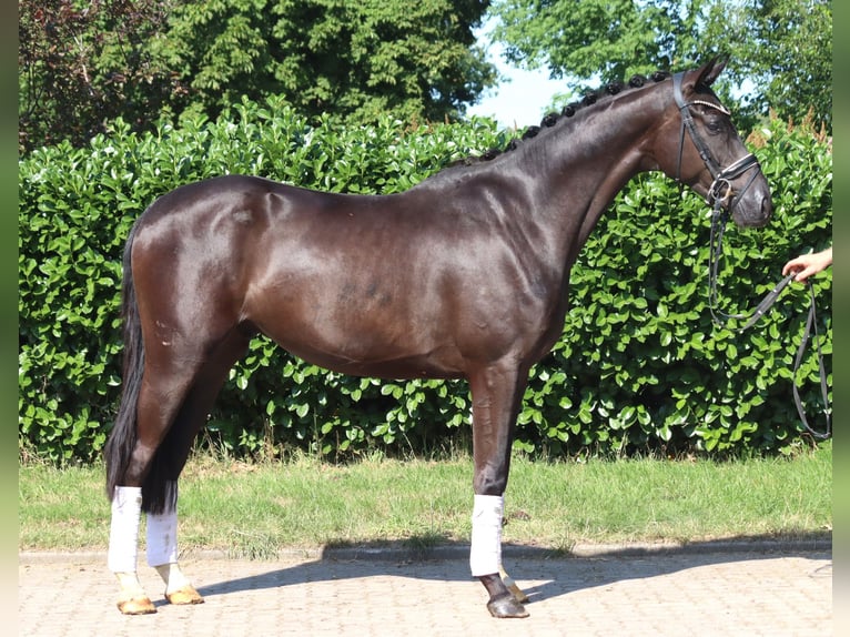 Hannoveriano Caballo castrado 4 años 167 cm Negro in Selsingen