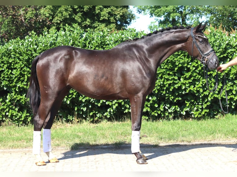 Hannoveriano Caballo castrado 4 años 167 cm Negro in Selsingen