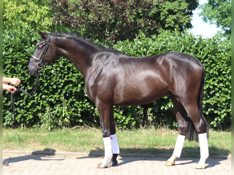 Hannoveriano Caballo castrado 4 años 167 cm Negro in Selsingen