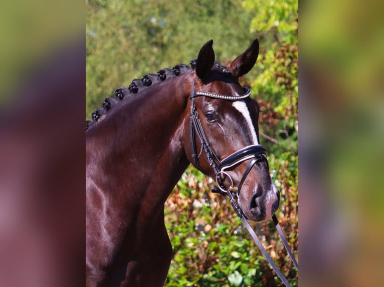 Hannoveriano Caballo castrado 4 años 167 cm Negro in Selsingen