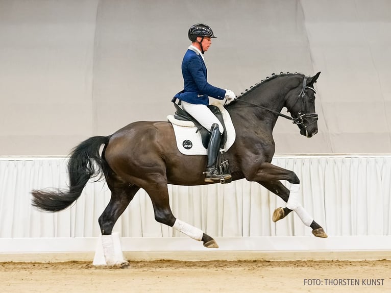 Hannoveriano Caballo castrado 4 años 167 cm Negro in Verden
