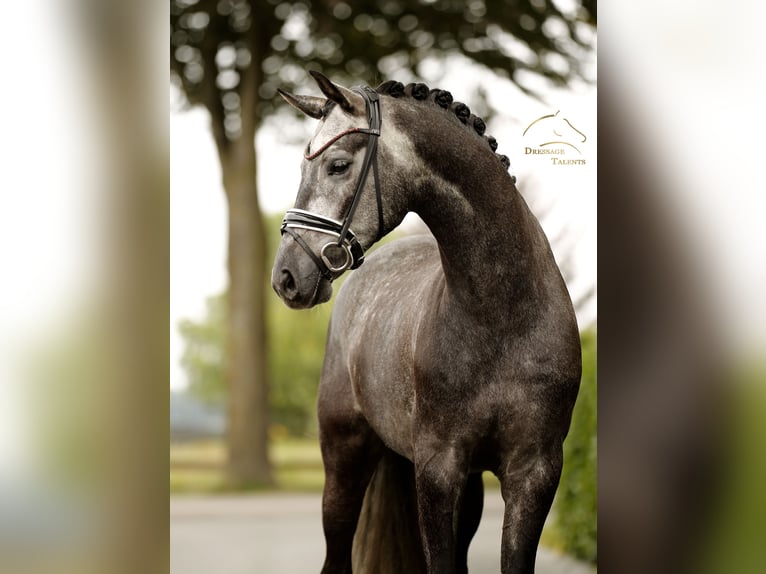 Hannoveriano Caballo castrado 4 años 167 cm Tordillo negro in Vechta