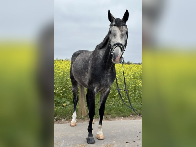 Hannoveriano Caballo castrado 4 años 167 cm Tordo in Rodgau