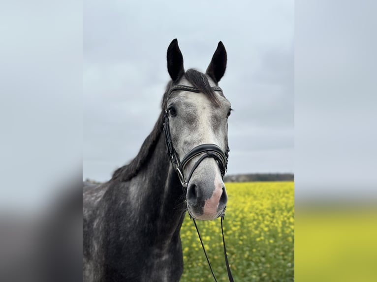 Hannoveriano Caballo castrado 4 años 167 cm Tordo in Rodgau