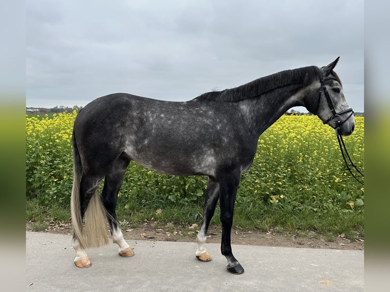 Hannoveriano Caballo castrado 4 años 167 cm Tordo in Rodgau