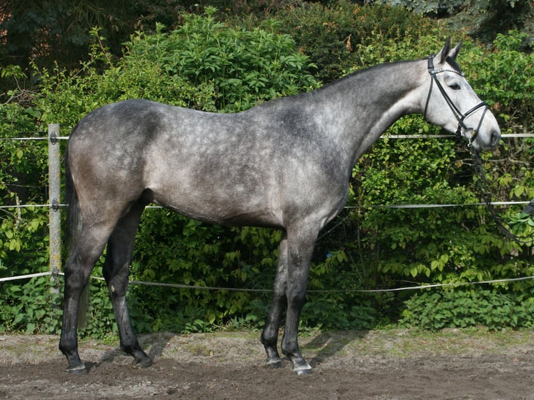 Hannoveriano Caballo castrado 4 años 167 cm Tordo in Hohenhameln