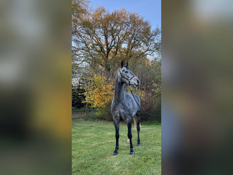 Hannoveriano Caballo castrado 4 años 167 cm Tordo rodado in Ankum