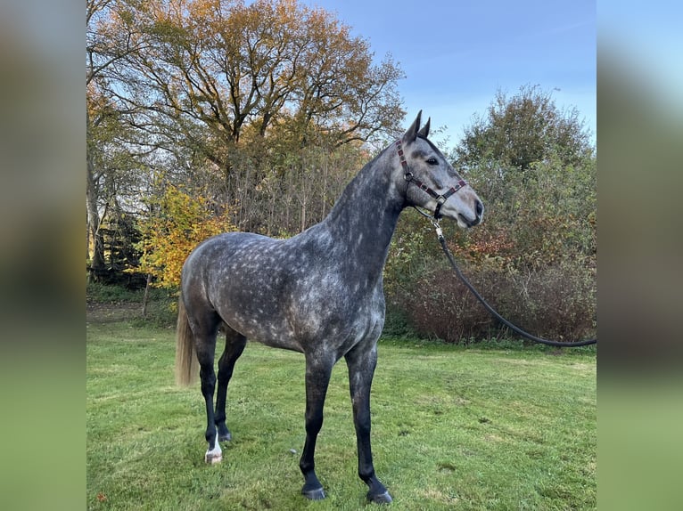 Hannoveriano Caballo castrado 4 años 167 cm Tordo rodado in Ankum