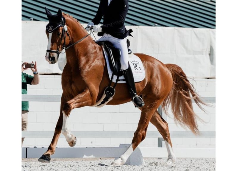 Hannoveriano Caballo castrado 4 años 168 cm Alazán in Navas Del Madroño