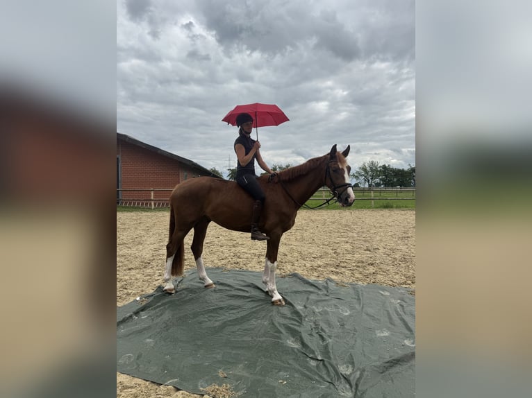 Hannoveriano Caballo castrado 4 años 168 cm Alazán in Hoya
