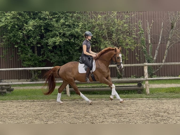 Hannoveriano Caballo castrado 4 años 168 cm Alazán in Hoya