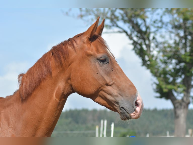 Hannoveriano Caballo castrado 4 años 168 cm Alazán in TRIVY