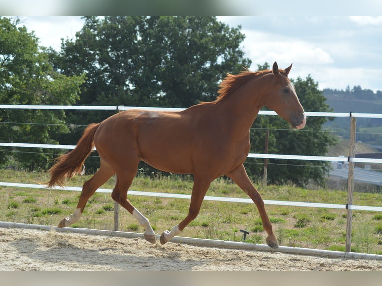 Hannoveriano Caballo castrado 4 años 168 cm Alazán in TRIVY