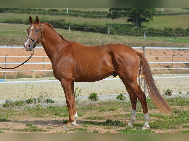 Hannoveriano Caballo castrado 4 años 168 cm Alazán in TRIVY