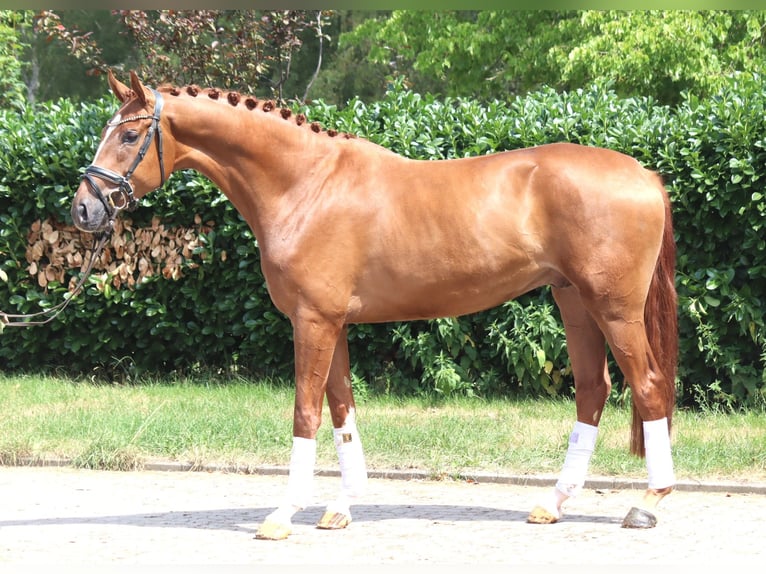 Hannoveriano Caballo castrado 4 años 168 cm Alazán in Selsingen