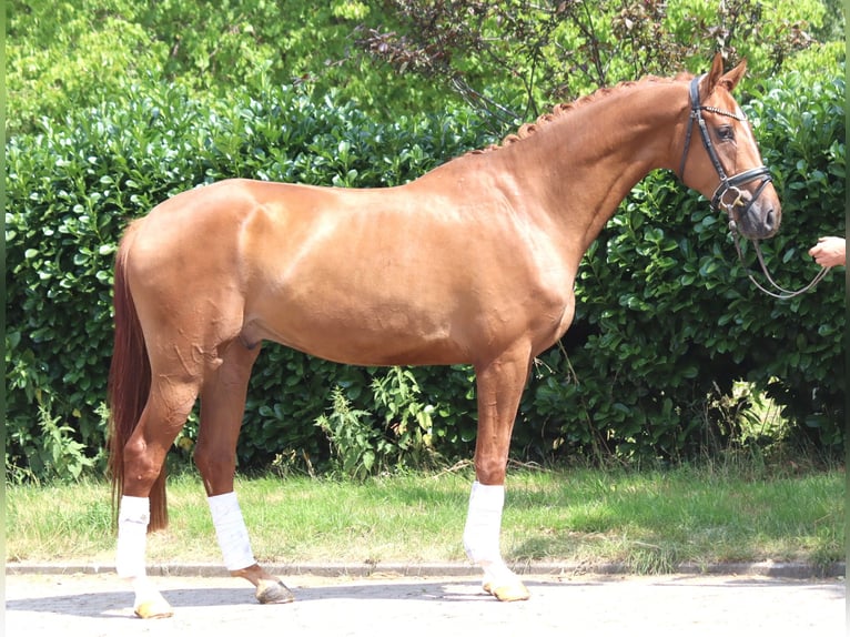 Hannoveriano Caballo castrado 4 años 168 cm Alazán in Selsingen
