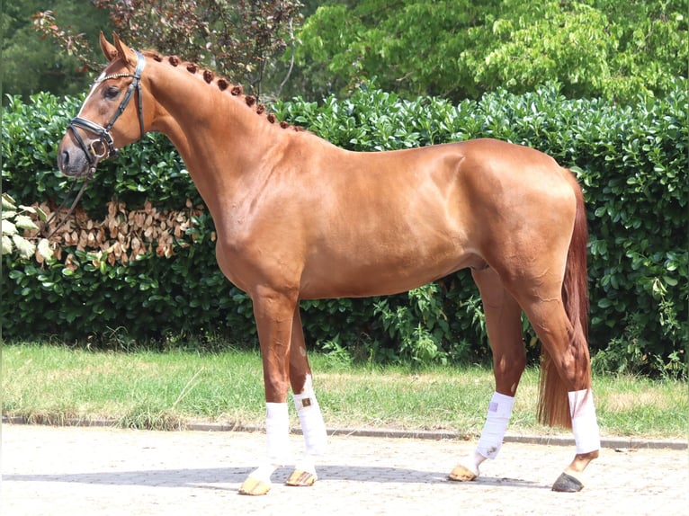 Hannoveriano Caballo castrado 4 años 168 cm Alazán in Selsingen