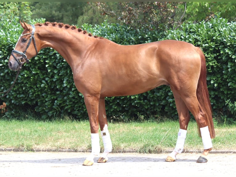 Hannoveriano Caballo castrado 4 años 168 cm Alazán in Selsingen