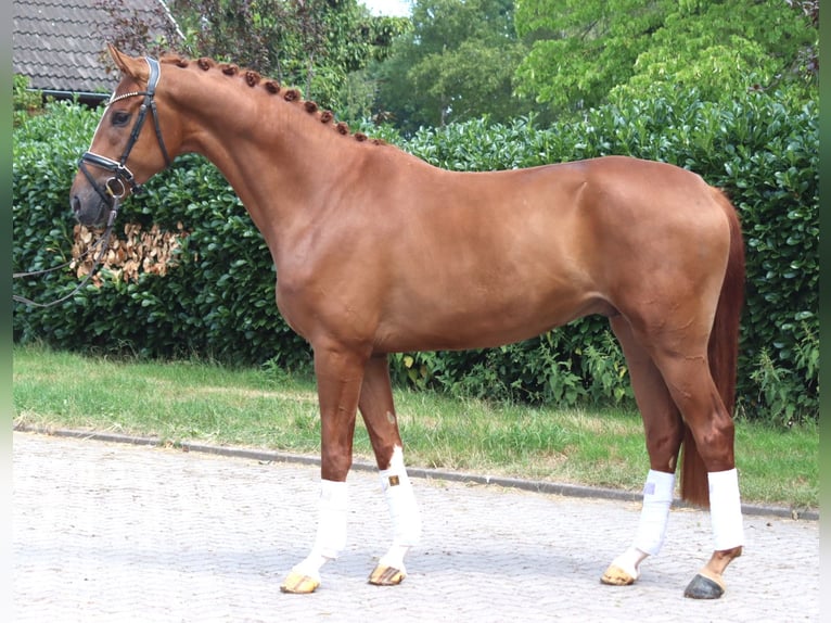 Hannoveriano Caballo castrado 4 años 168 cm Alazán in Selsingen