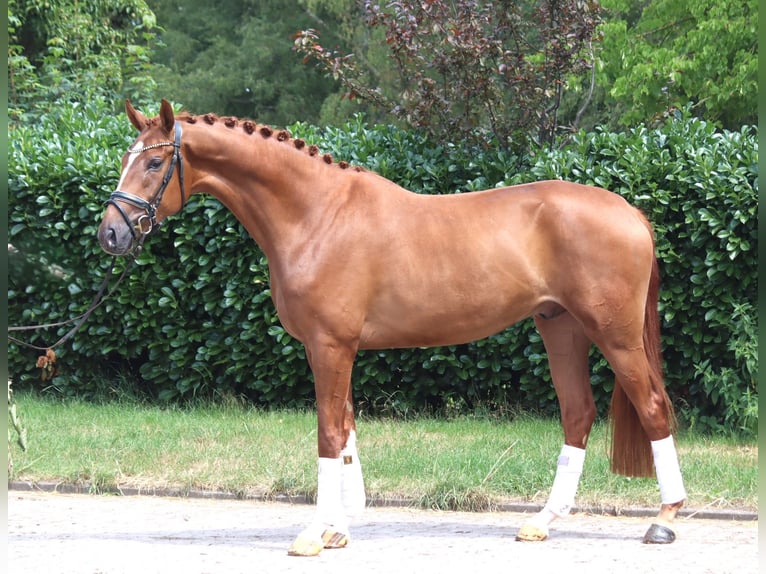 Hannoveriano Caballo castrado 4 años 168 cm Alazán in Selsingen