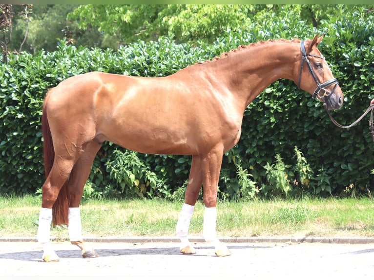 Hannoveriano Caballo castrado 4 años 168 cm Alazán in Selsingen