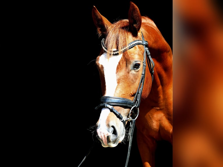 Hannoveriano Caballo castrado 4 años 168 cm Alazán in Krefeld