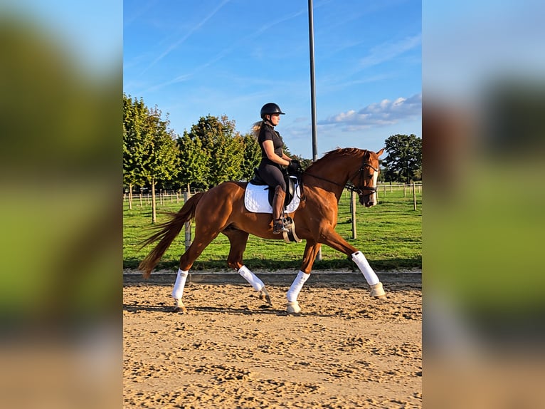 Hannoveriano Caballo castrado 4 años 168 cm Alazán in Krefeld