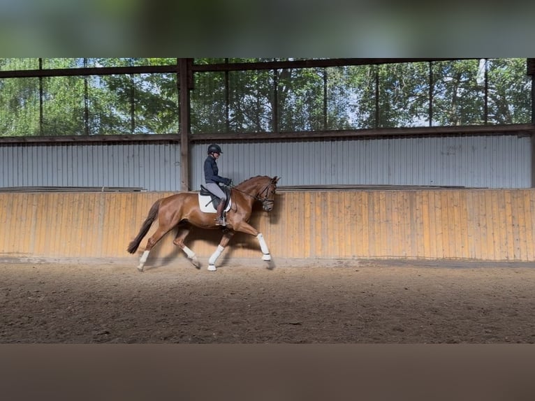 Hannoveriano Caballo castrado 4 años 168 cm Alazán in Hammah