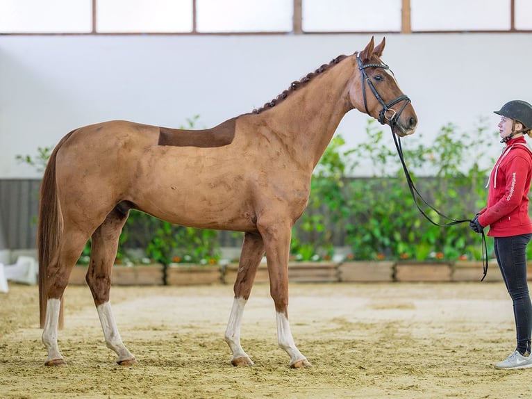 Hannoveriano Caballo castrado 4 años 168 cm Alazán in M&#xFC;nster-Handorf