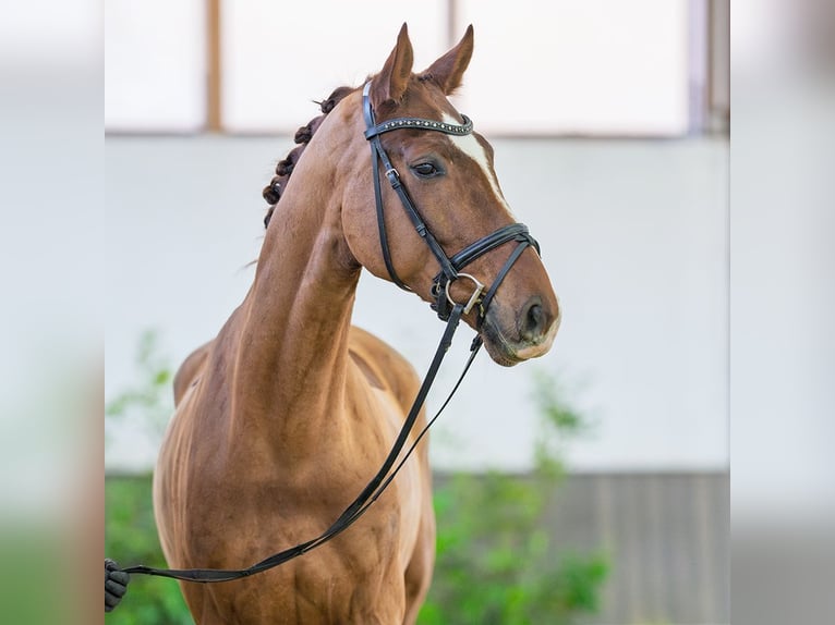 Hannoveriano Caballo castrado 4 años 168 cm Alazán in M&#xFC;nster-Handorf