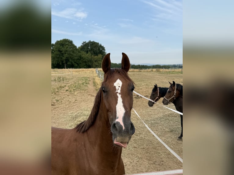 Hannoveriano Caballo castrado 4 años 168 cm Alazán in Neuberg