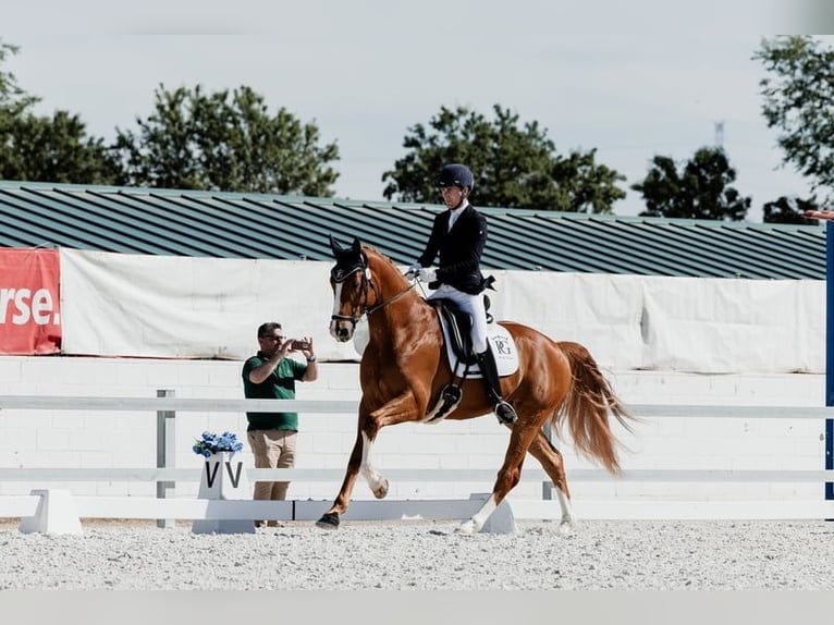 Hannoveriano Caballo castrado 4 años 168 cm Alazán in Peñaranda De Bracamonte