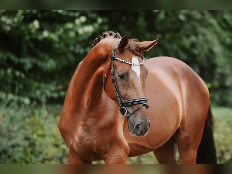 Hannoveriano Caballo castrado 4 años 168 cm Alazán in Riedstadt