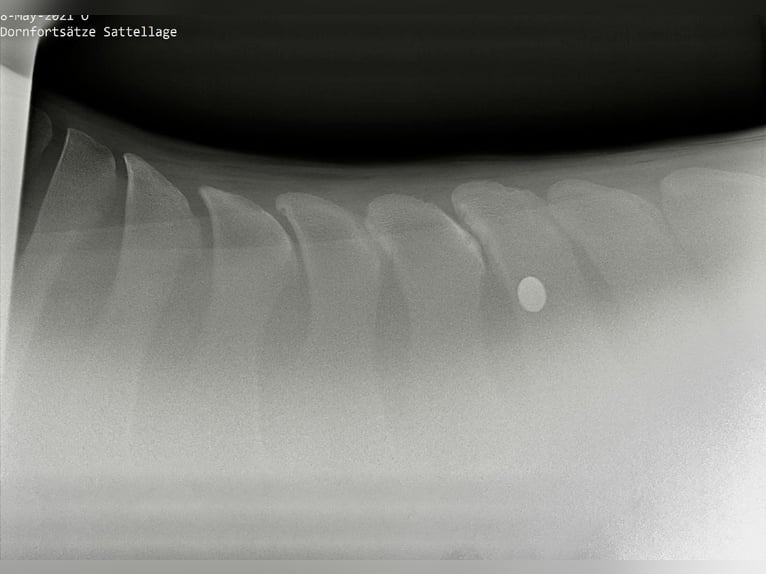 Hannoveriano Caballo castrado 4 años 168 cm Alazán in Sandbostel