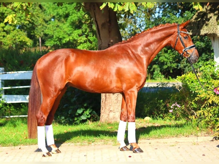 Hannoveriano Caballo castrado 4 años 168 cm Alazán in Selsingen