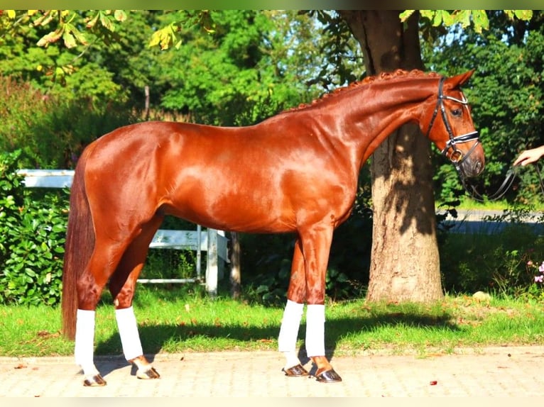 Hannoveriano Caballo castrado 4 años 168 cm Alazán in Selsingen