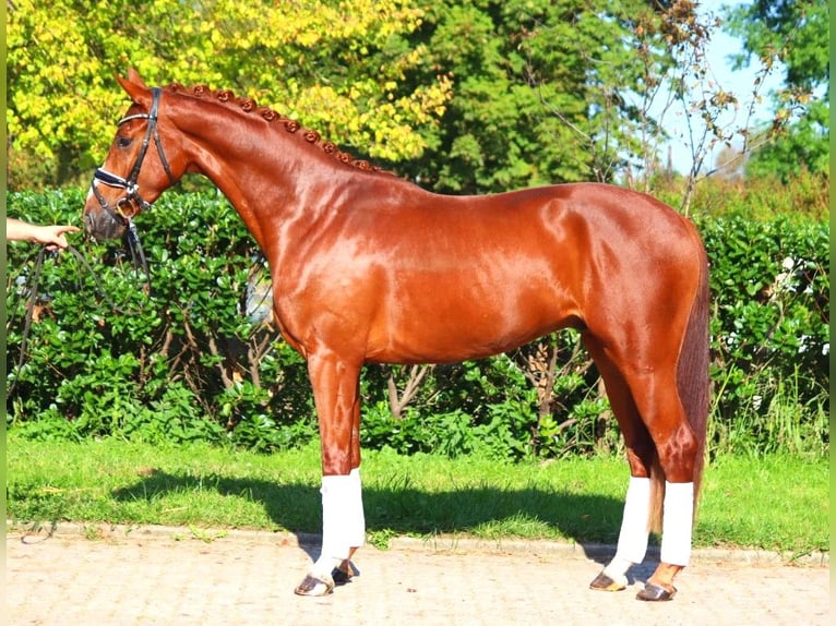 Hannoveriano Caballo castrado 4 años 168 cm Alazán in Selsingen