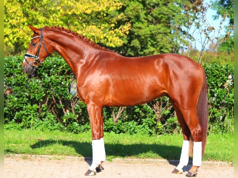 Hannoveriano Caballo castrado 4 años 168 cm Alazán in Selsingen