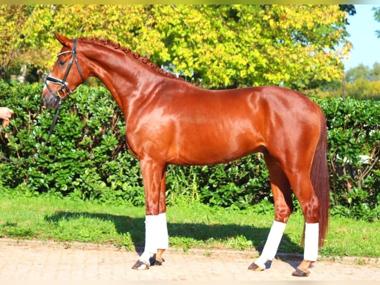 Hannoveriano Caballo castrado 4 años 168 cm Alazán in Selsingen