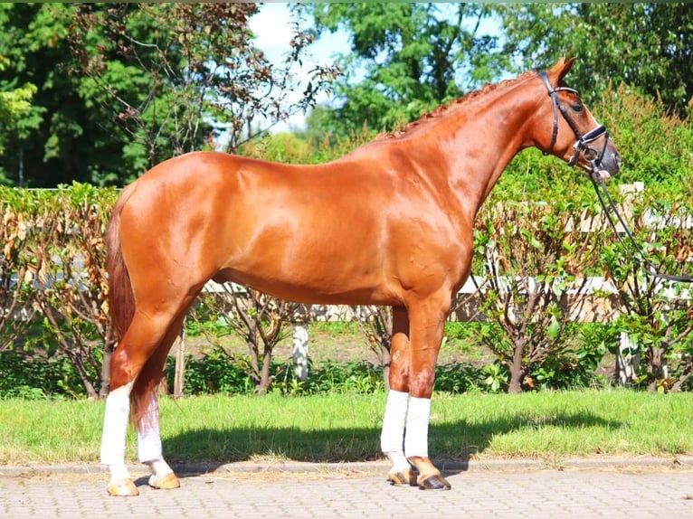 Hannoveriano Caballo castrado 4 años 168 cm Alazán in Selsingen