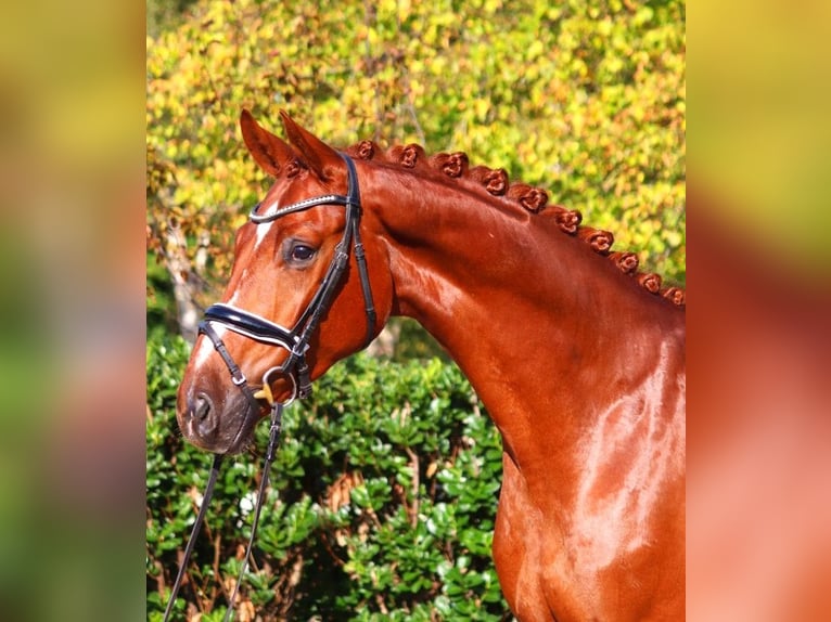 Hannoveriano Caballo castrado 4 años 168 cm Alazán in Selsingen