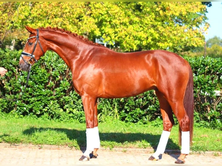 Hannoveriano Caballo castrado 4 años 168 cm Alazán in Selsingen