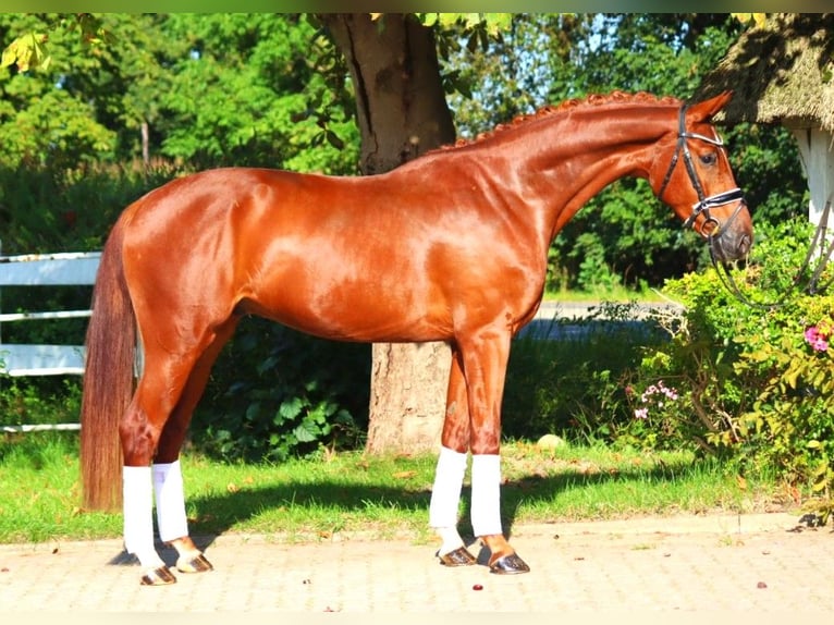 Hannoveriano Caballo castrado 4 años 168 cm Alazán in Selsingen