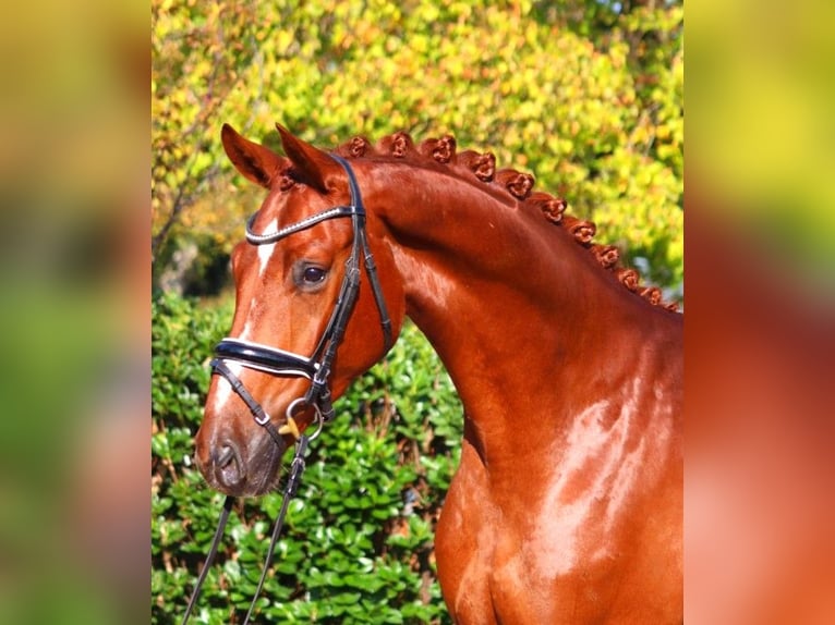 Hannoveriano Caballo castrado 4 años 168 cm Alazán in Selsingen