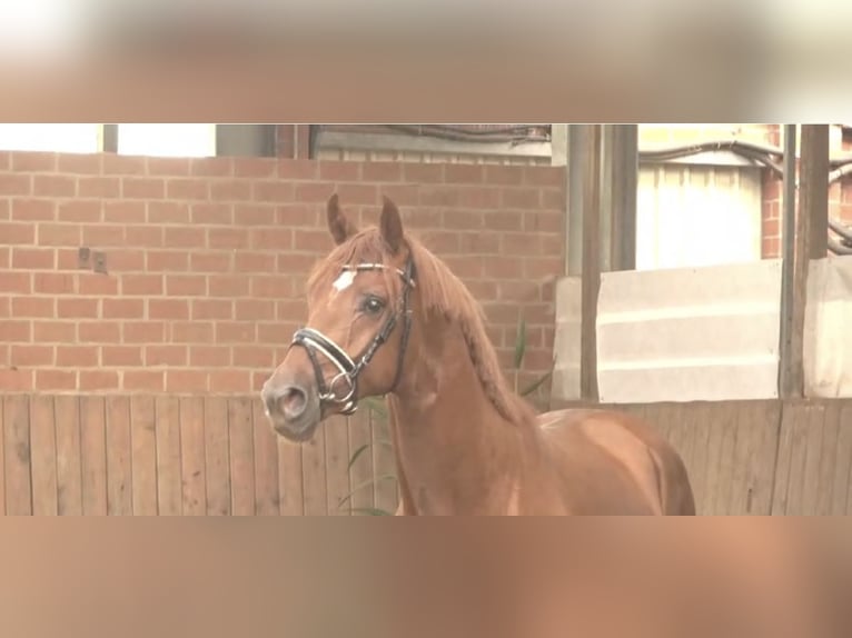 Hannoveriano Caballo castrado 4 años 168 cm Alazán in Thuine