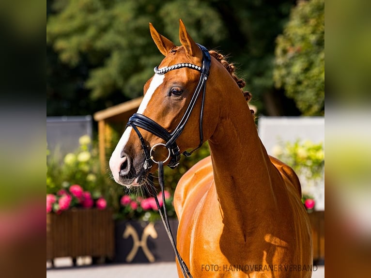 Hannoveriano Caballo castrado 4 años 168 cm Alazán in Verden