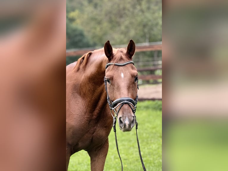 Hannoveriano Caballo castrado 4 años 168 cm Alazán in Schenklengsfeld