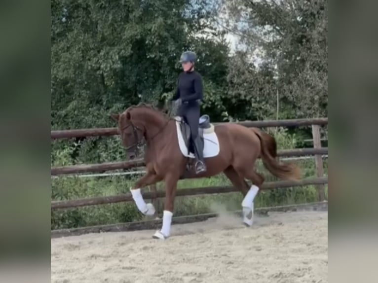 Hannoveriano Caballo castrado 4 años 168 cm Alazán-tostado in Hamm