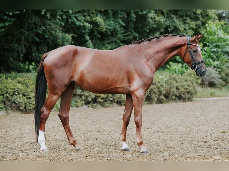 Hannoveriano Caballo castrado 4 años 168 cm Alazán-tostado in Riedstadt