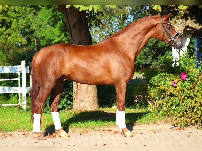 Hannoveriano Caballo castrado 4 años 168 cm Alazán-tostado in Selsingen